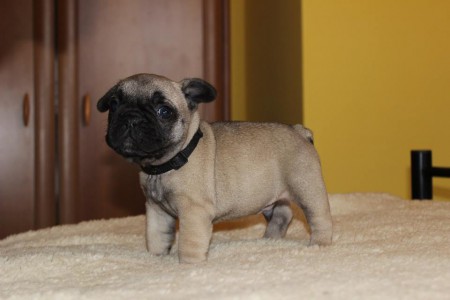 Santoro Hawortia 4. týždne